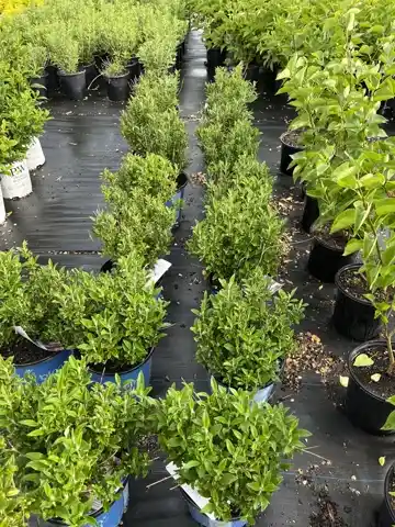 Nursery plants