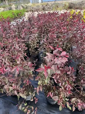 Nursery plants