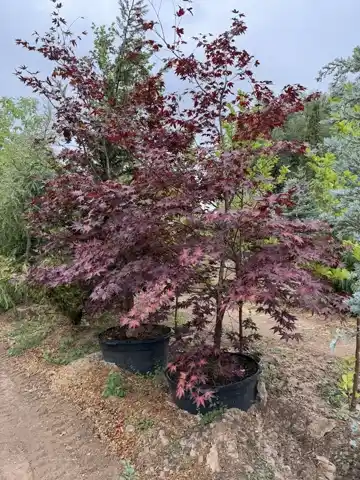 Nursery plants