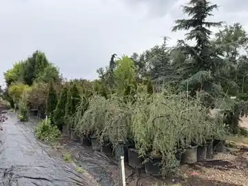 Nursery plants