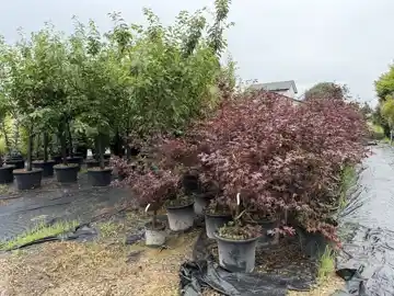 Nursery plants