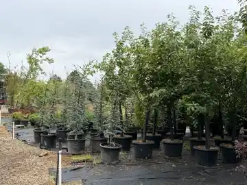 Nursery plants