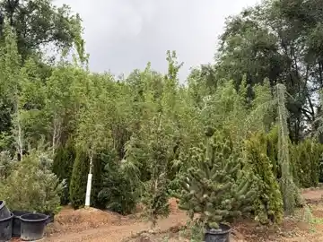 Nursery plants