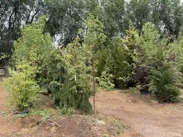 Nursery plants