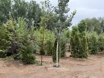 Nursery plants