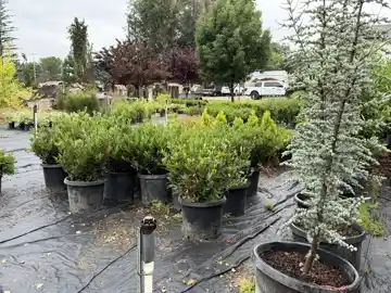 Nursery plants
