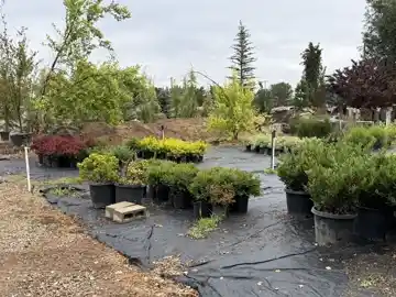Nursery plants