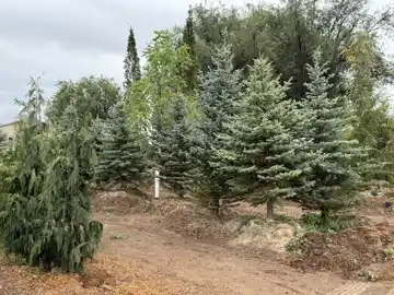 Nursery plants