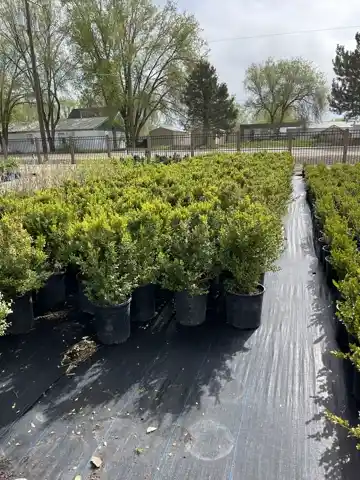 Nursery plants