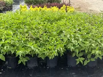Nursery plants
